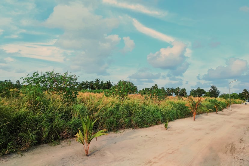 Shrubs By The Road