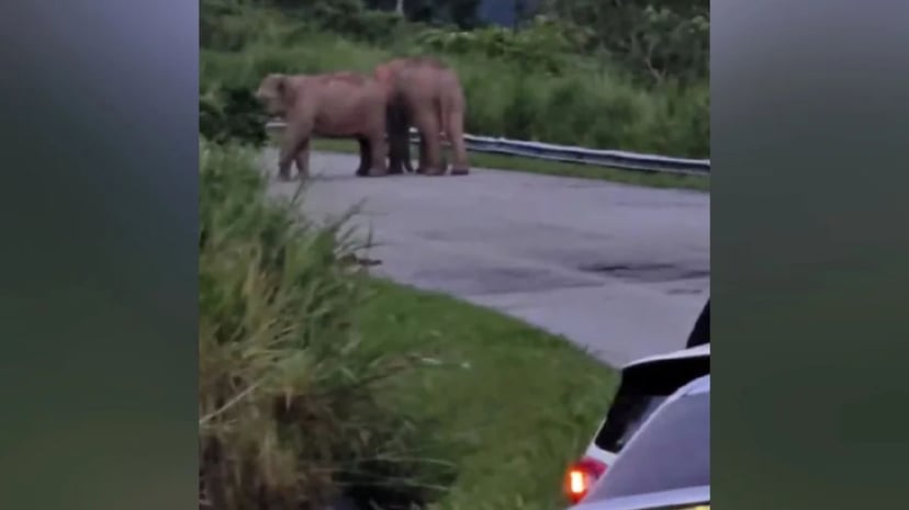 Dua ekor gajah Asia besar menghalang lebuh raya Gerik menyebabkan kesesakan lalu lintas besar dengan kereta berbaris di belakang mereka di Perak Malaysia