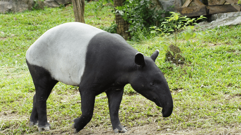 Tapir Tersayang Dirempuh Kereta — Komuniti Pencinta Alam Cherating Berduka, photo 1